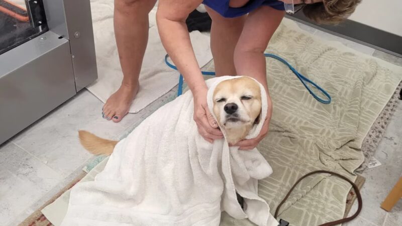 Pet Wellness & Therapy - Niantic, CT