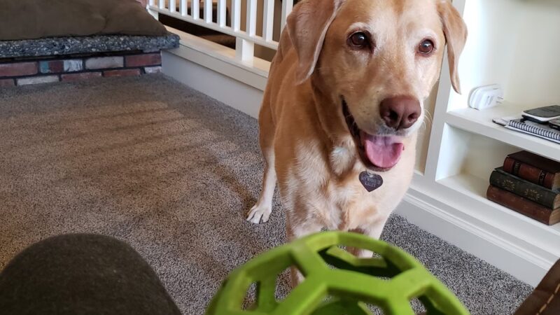 Nine Mile Pet Lodge - Nine Mile Falls, WA