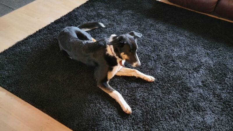 Nine Mile Pet Lodge - Nine Mile Falls, WA