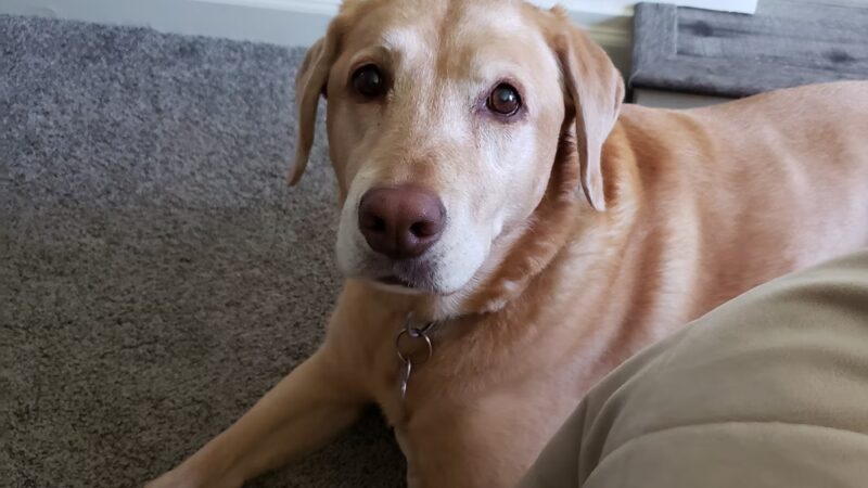 Nine Mile Pet Lodge - Nine Mile Falls, WA