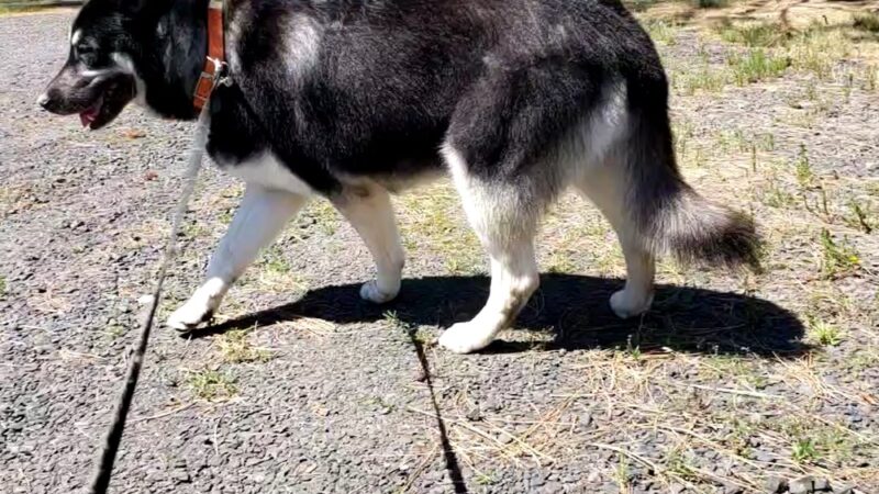 Nine Mile Pet Lodge - Nine Mile Falls, WA