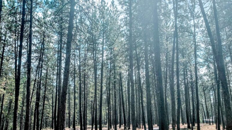 Sontag Day Use Area - Nine Mile Falls, WA