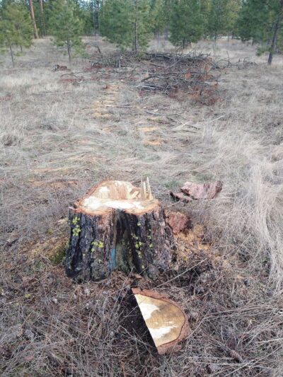 Tall Pines Park - Nine Mile Falls, WA