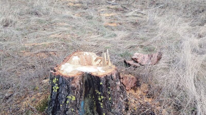 Tall Pines Park - Nine Mile Falls, WA
