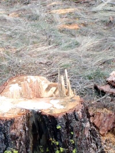 Tall Pines Park - Nine Mile Falls, WA