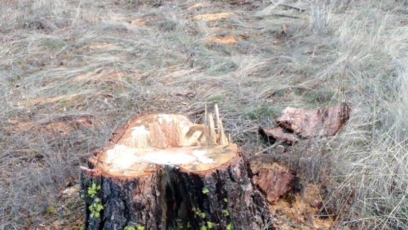 Tall Pines Park - Nine Mile Falls, WA