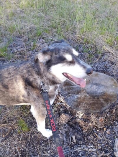 Tall Pines Park - Nine Mile Falls, WA
