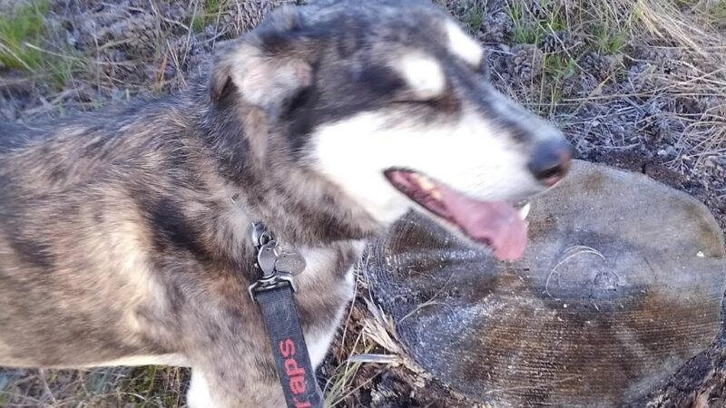 Tall Pines Park - Nine Mile Falls, WA