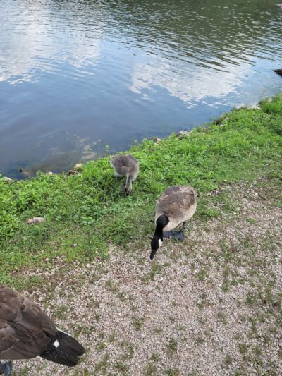 Ridenour Memorial Park - Nitro, WV