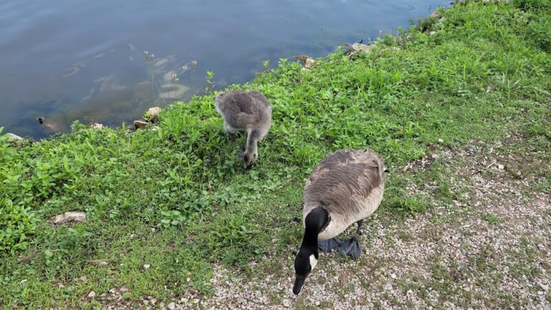 Ridenour Memorial Park - Nitro, WV