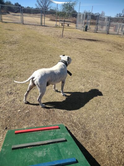 Nogales Dog Park - Nogales, AZ