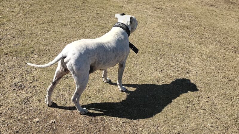 Nogales Dog Park - Nogales, AZ