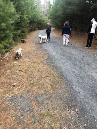 Leashrly Life - Norfolk, MA