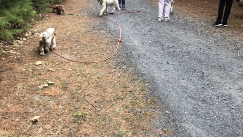 Leashrly Life - Norfolk, MA