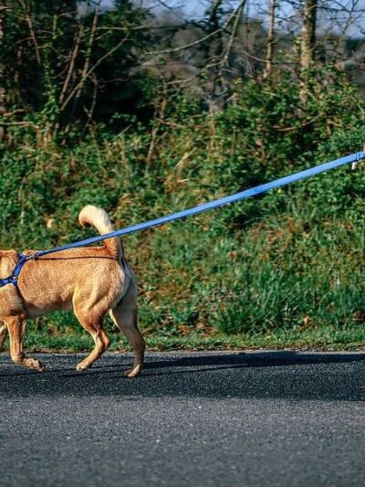 Leashrly Life - Norfolk, MA