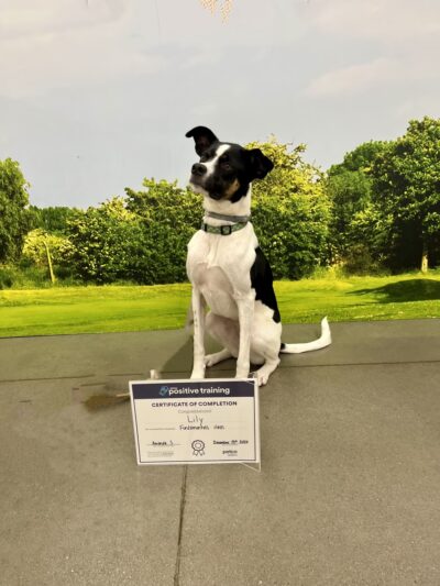 Leashrly Life - Norfolk, MA