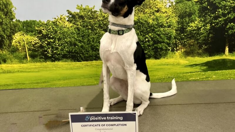 Leashrly Life - Norfolk, MA