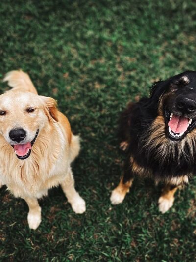 Leashrly Life - Norfolk, MA