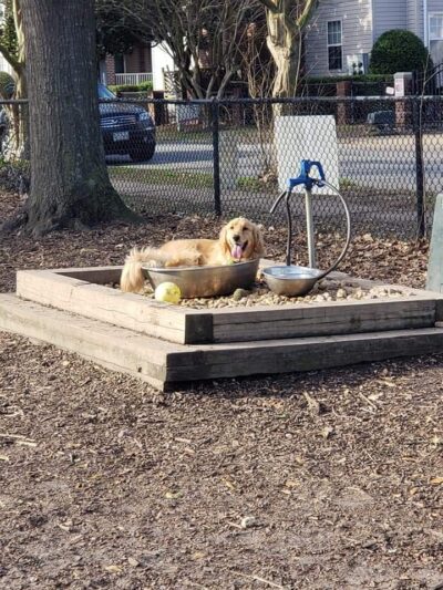 Colonial Place Dog Park - Norfolk, VA