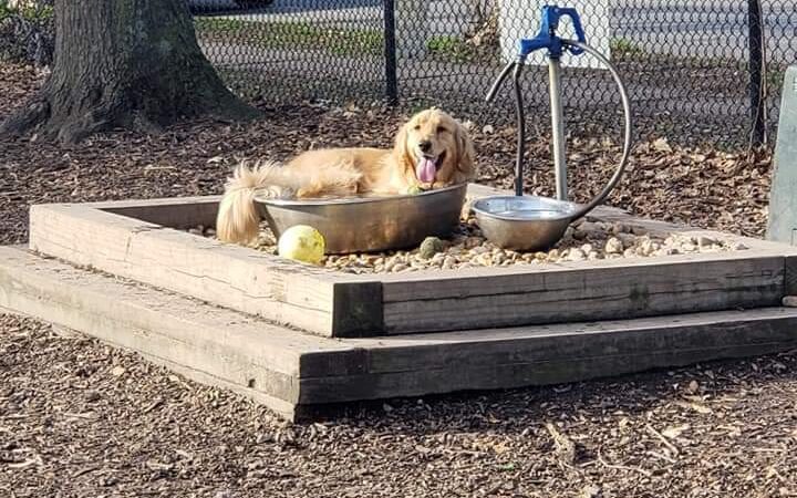 Colonial Place Dog Park - Norfolk, VA