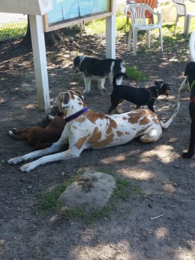 Colonial Place Dog Park - Norfolk, VA