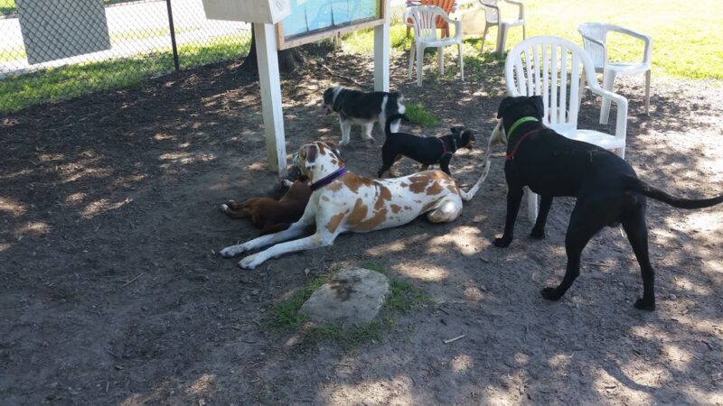 Colonial Place Dog Park - Norfolk, VA