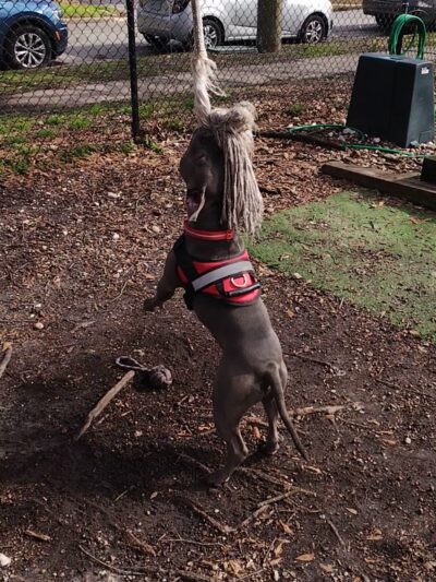 Colonial Place Dog Park - Norfolk, VA