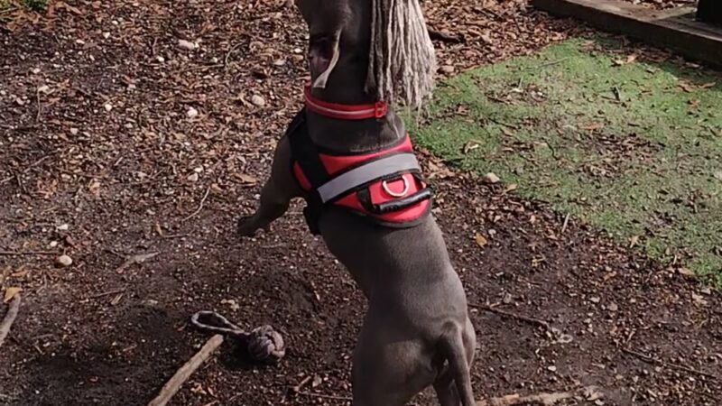 Colonial Place Dog Park - Norfolk, VA