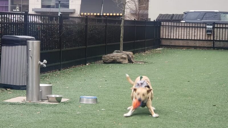 Downtown Dog Park - Norfolk, VA