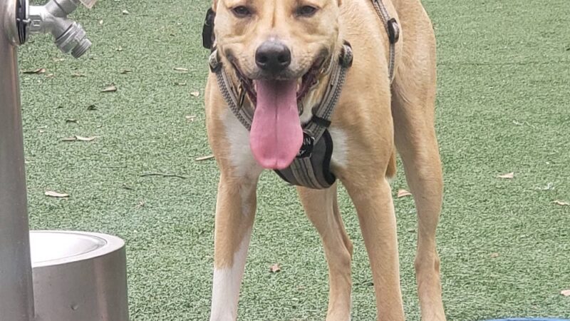 Downtown Dog Park - Norfolk, VA