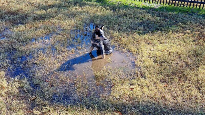 Meadowbrook Dog Park - Norfolk, VA