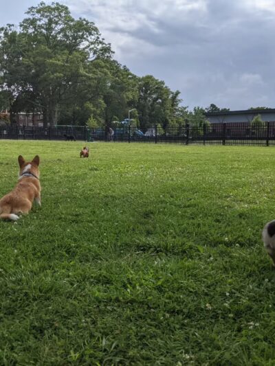 Meadowbrook Dog Park - Norfolk, VA
