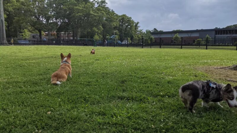 Meadowbrook Dog Park - Norfolk, VA