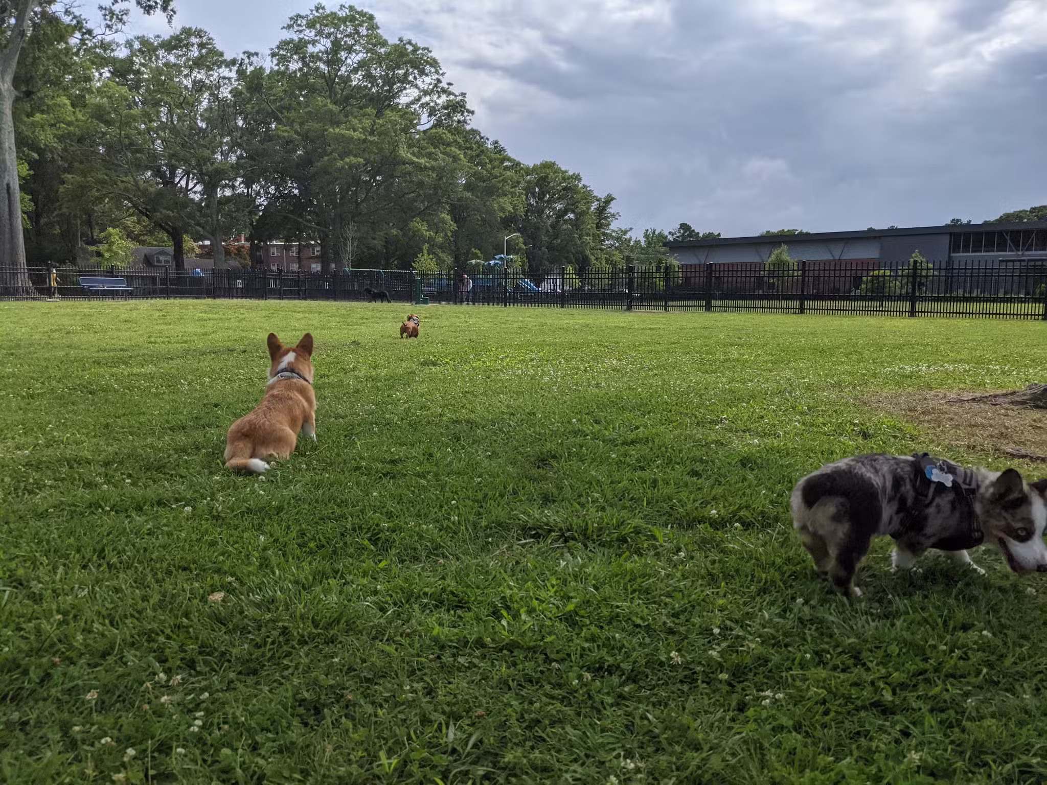 Meadowbrook Dog Park - Norfolk, VA