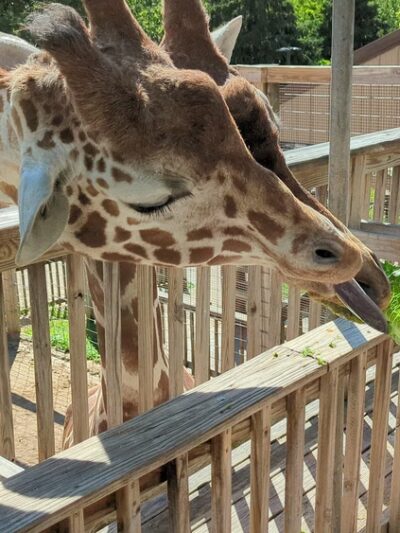 Elmwood Park Zoo - Norristown, PA