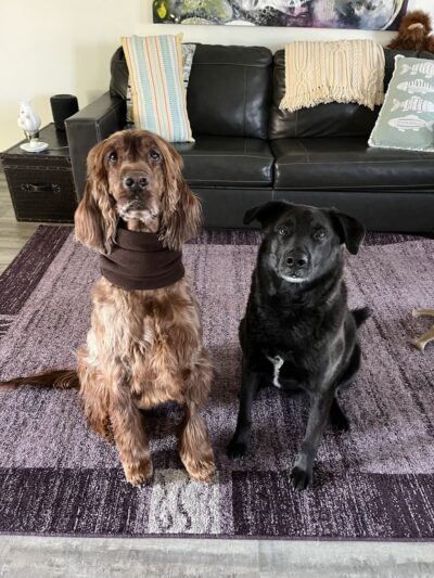 Golden Leash Pet Care LLC Lower Montgomery County - Norristown, PA