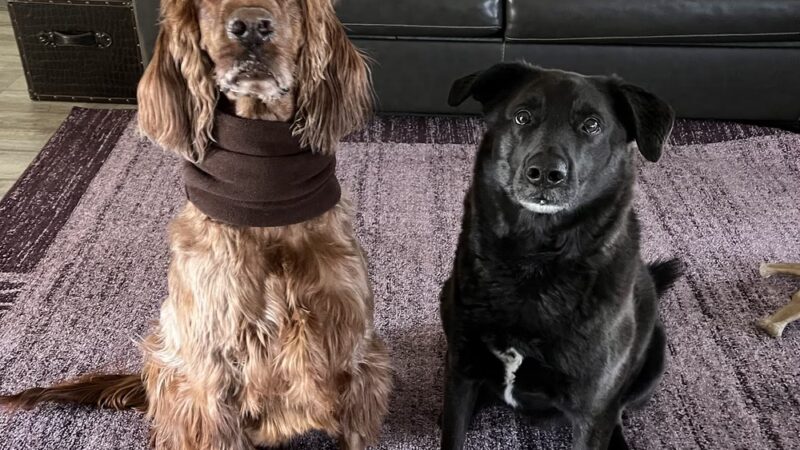 Golden Leash Pet Care LLC Lower Montgomery County - Norristown, PA