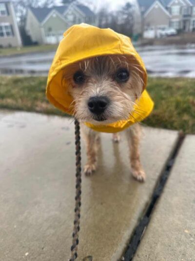 Golden Leash Pet Care LLC Lower Montgomery County - Norristown, PA