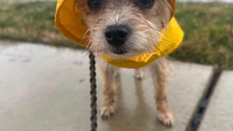 Golden Leash Pet Care LLC Lower Montgomery County - Norristown, PA