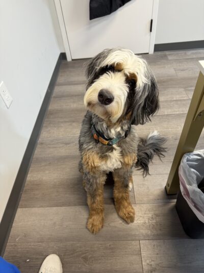 Golden Leash Pet Care LLC Lower Montgomery County - Norristown, PA