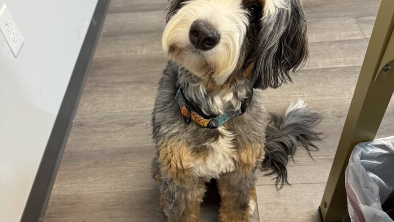 Golden Leash Pet Care LLC Lower Montgomery County - Norristown, PA