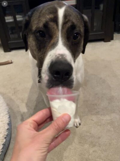 Golden Leash Pet Care LLC Lower Montgomery County - Norristown, PA