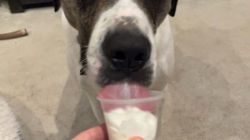 Golden Leash Pet Care LLC Lower Montgomery County - Norristown, PA