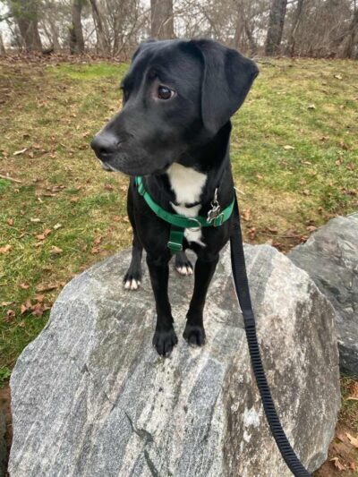 Golden Leash Pet Care LLC Lower Montgomery County - Norristown, PA