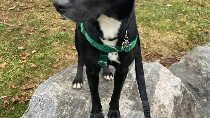 Golden Leash Pet Care LLC Lower Montgomery County - Norristown, PA