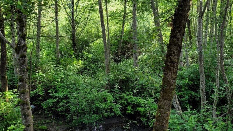New Si View Park - North Bend, WA