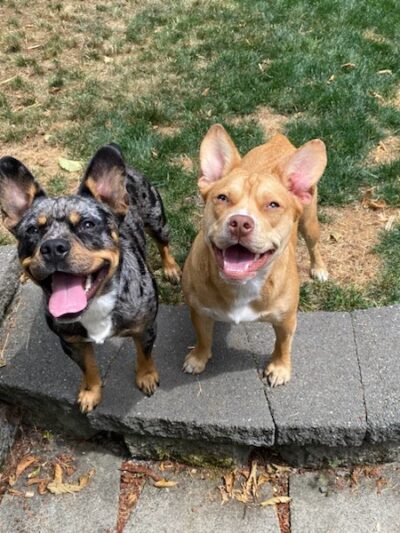 Out On A Leash Pet Care Llc - North Bend, WA