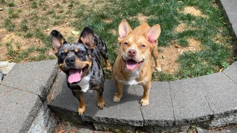 Out On A Leash Pet Care Llc - North Bend, WA