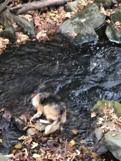 Riverbend Park - North Bend, WA