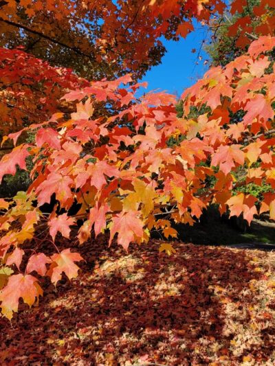 Wall Local Park - North Bethesda, MD